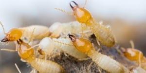 Home termite