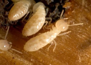 Termites Faqs