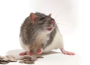 Rodents rat