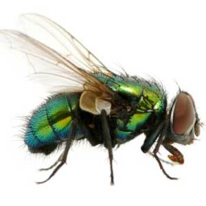 Flying Insects Solutions