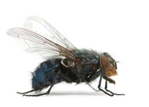 Flying Insects Solutions