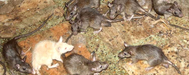 Knockout Mice Fact Sheet