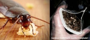 German Cockroach numbers explode!