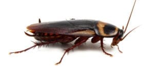 Cockroaches Pest Control