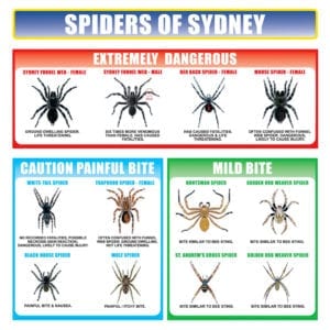 how to identify spiders in you home
